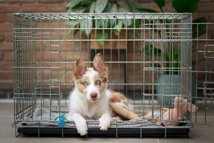 ペットショップ,ペットブーム,ペット産業,動物愛護,引取り屋,犬,猫,遺棄事件,飼育放棄