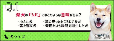 【クイズ】柴犬ってどんな犬？豆柴との関係は？のアイキャッチ画像