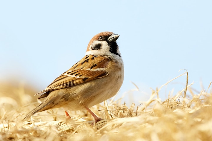 スズメ,飼育,許可,違法,鳥獣保護法,絶滅