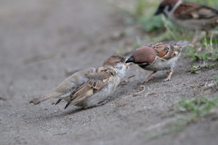 スズメ,飼育,許可,違法,鳥獣保護法,絶滅