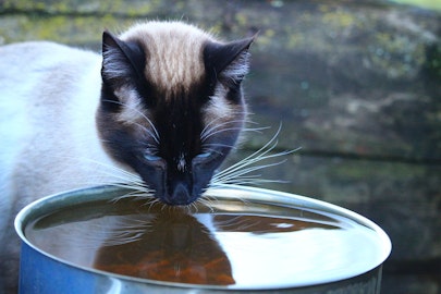 猫に水を飲ませるには?猫の健康のために試したい5つの方法のアイキャッチ画像