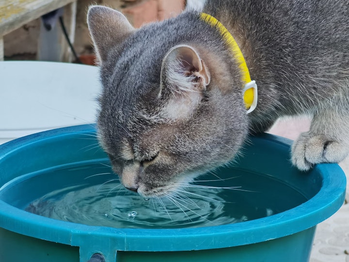 猫,水,摂取量,腎臓疾患,糖尿病