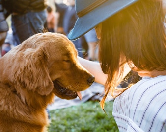 【研究紹介】犬は人や他の犬の行動を模倣できるのかのアイキャッチ画像