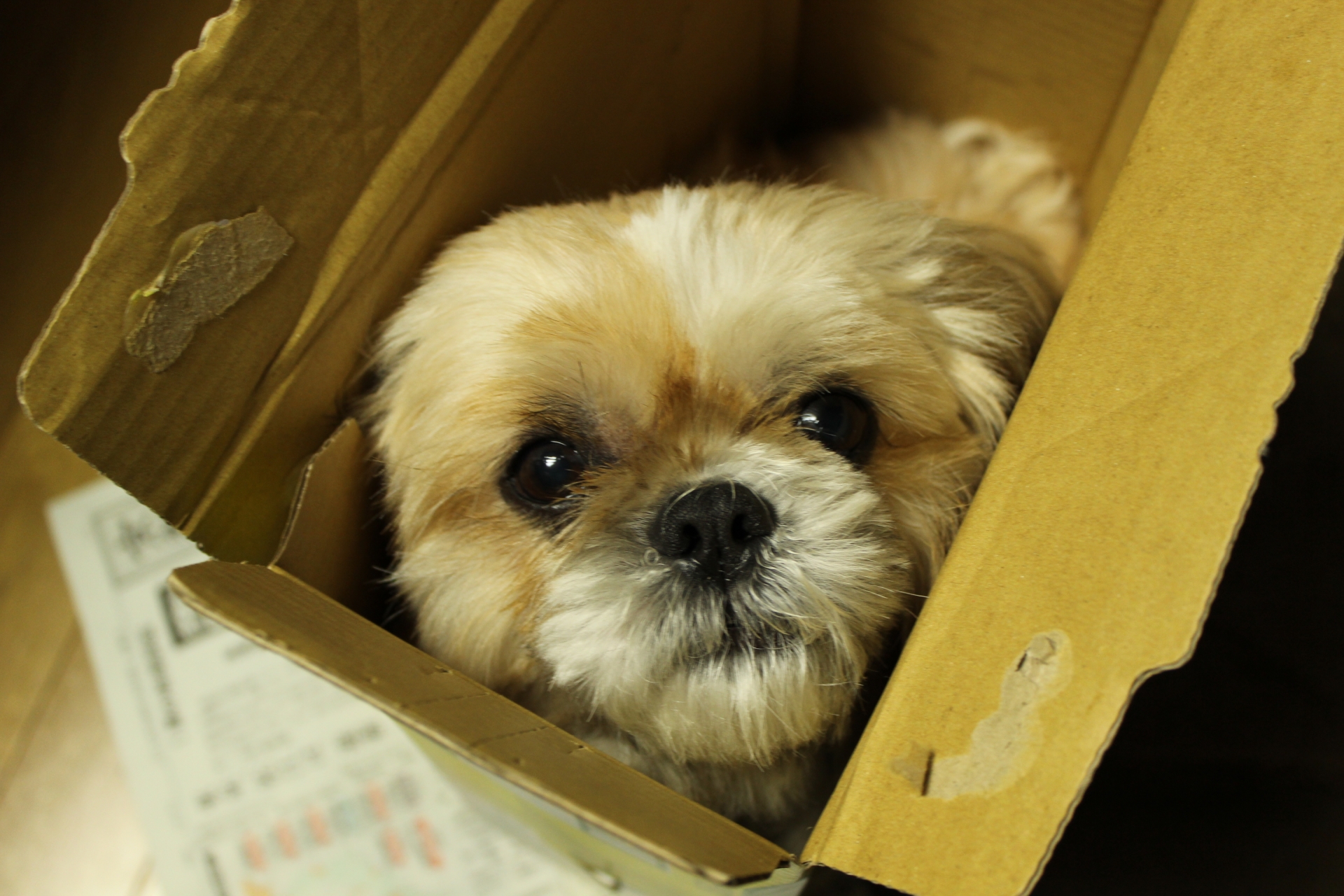 捨て犬から「働く犬」として大活躍！転身を遂げた4頭の犬たち