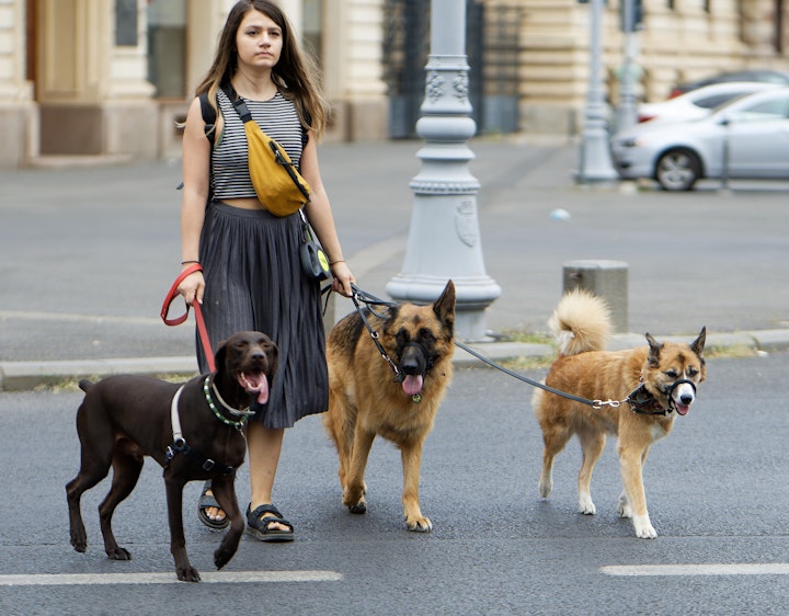 犬,猫,ウサギ,多頭飼育崩壊,避妊,去勢,手術