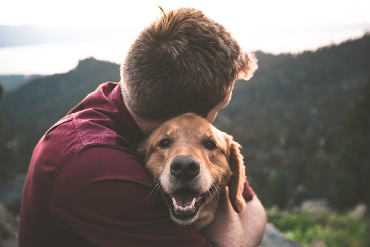 おもちゃ,トレーニング,リラックス,健康維持,写真,犬,犬の散歩,防犯,飼い主,飼い方