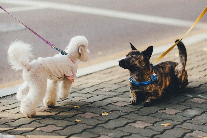 おもちゃ,トレーニング,リラックス,健康維持,写真,犬,犬の散歩,防犯,飼い主,飼い方