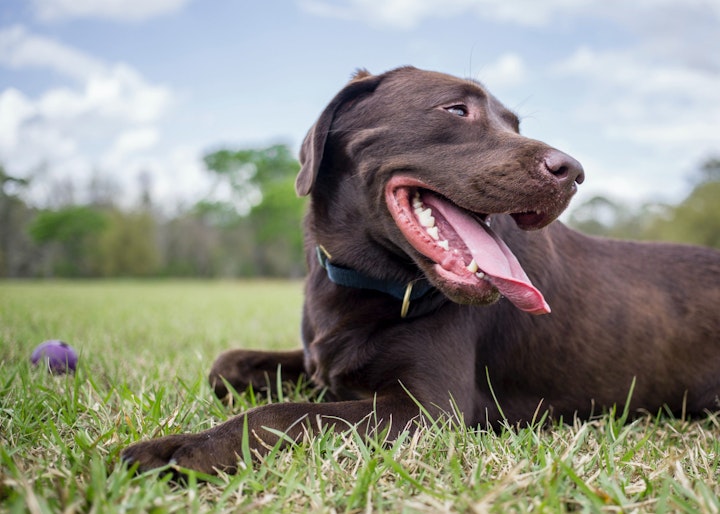 おもちゃ,トレーニング,リラックス,健康維持,写真,犬,犬の散歩,防犯,飼い主,飼い方