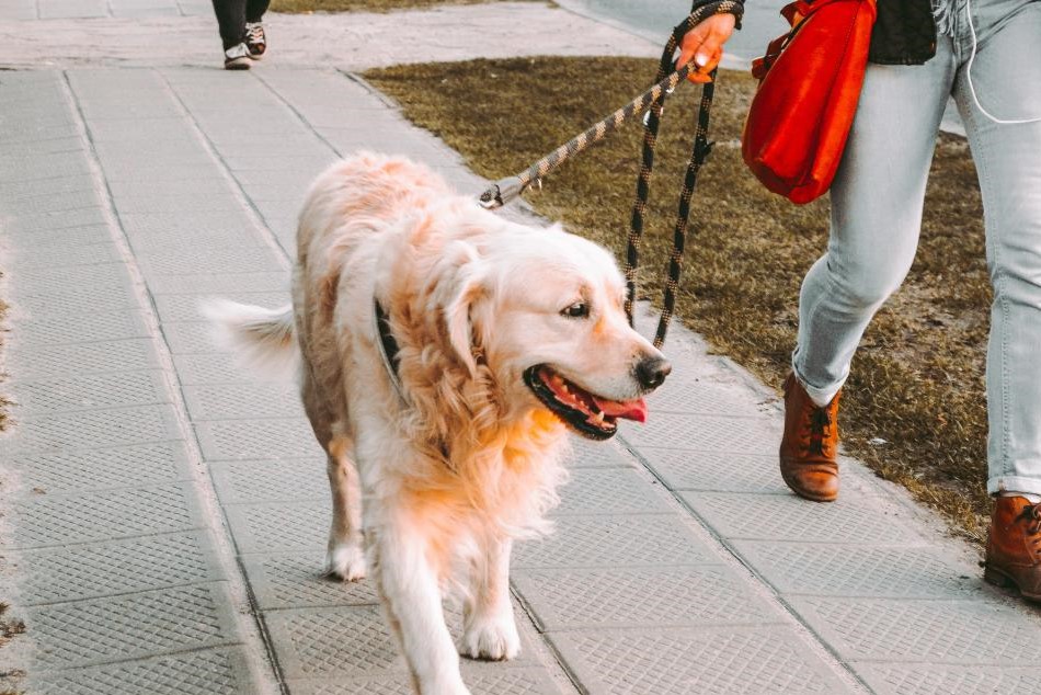 飼い主のモチベーションアップに！犬の散歩を楽しくする12の方法