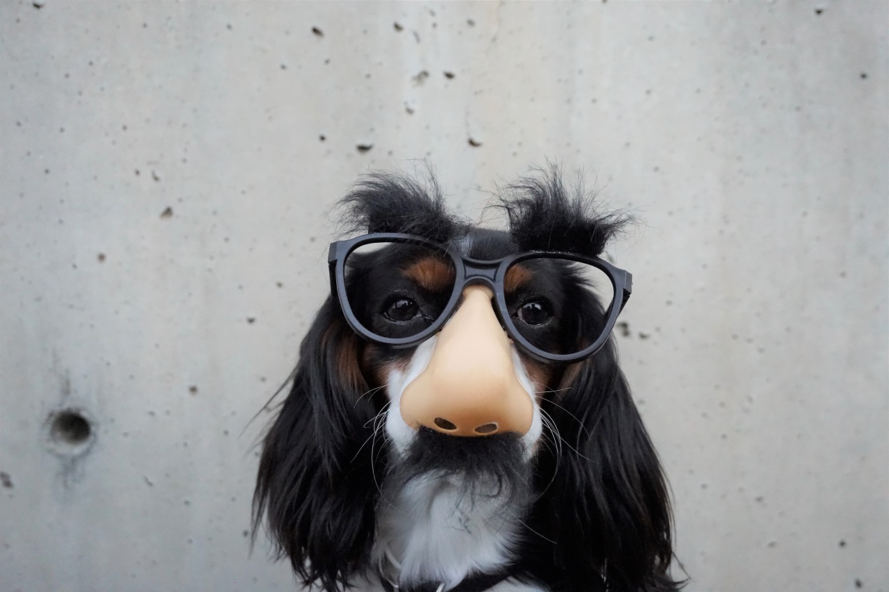 毎日やりたい「ノーズワーク」の効果と自宅で行える簡単な方法とは