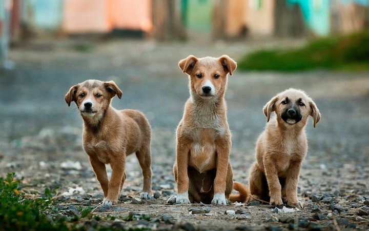 TNR,動物保護,動物愛護,犬,猫,野犬,野良犬,野良猫