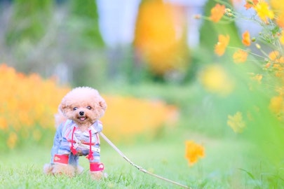 ちゃんと知ってる?豆柴やティーカッププードルが抱える問題のアイキャッチ画像