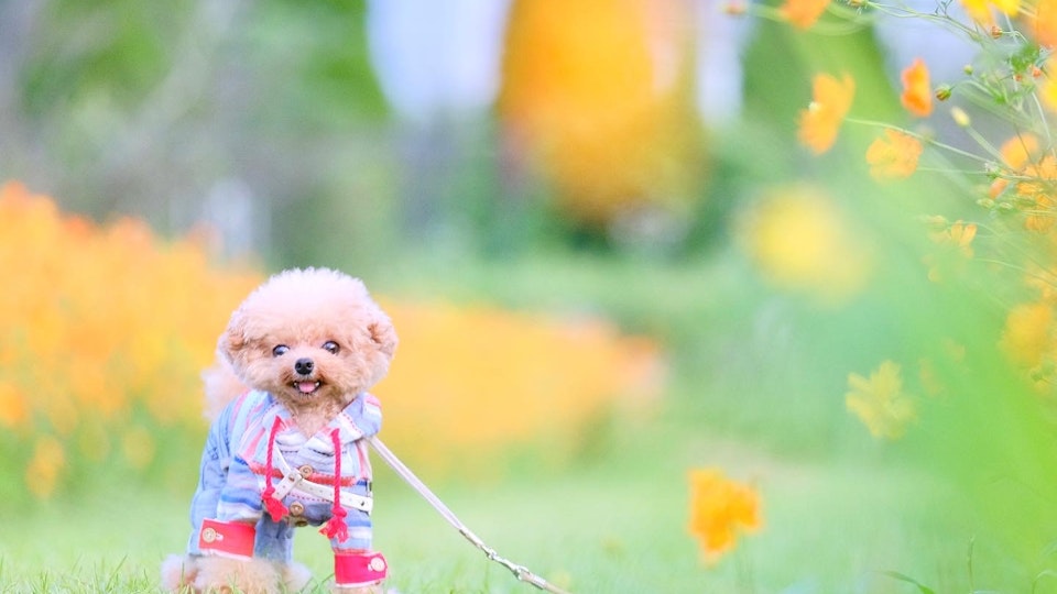 ちゃんと知ってる?豆柴やティーカッププードルが抱える問題