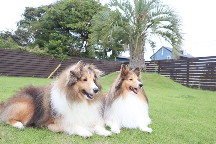 犬旅行,ホテル,貸し切りドッグラン,千葉