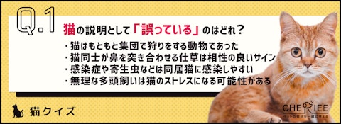 【クイズ】先住猫との関係は？猫の多頭飼いで気を付けるべきことのアイキャッチ画像