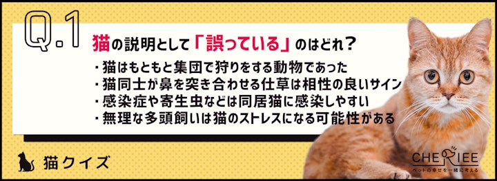 【クイズ】先住猫との関係は？猫の多頭飼いで気を付けるべきことのアイキャッチ画像