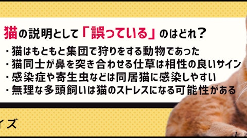 【クイズ】先住猫との関係は?猫の多頭飼いで気を付けるべきことのアイキャッチ画像