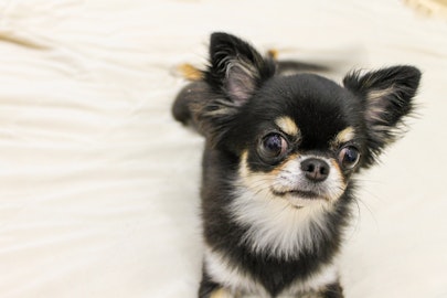 【獣医師監修】放置すると危険かも!?犬の脱毛で考えられる疾患のアイキャッチ画像