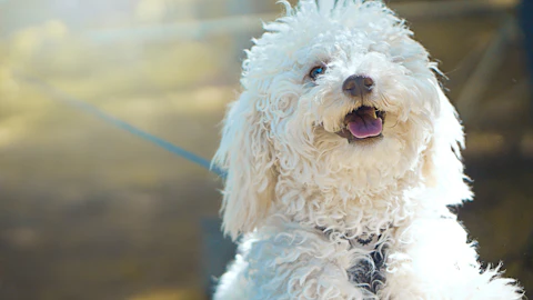 【獣医師監修】白内障だけじゃない!犬の目が白い時に考えられる疾患のアイキャッチ画像