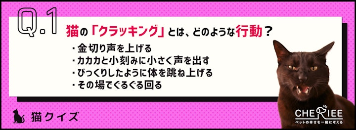 【クイズ】猫のクラッキングってどんな行動のこと？のアイキャッチ画像