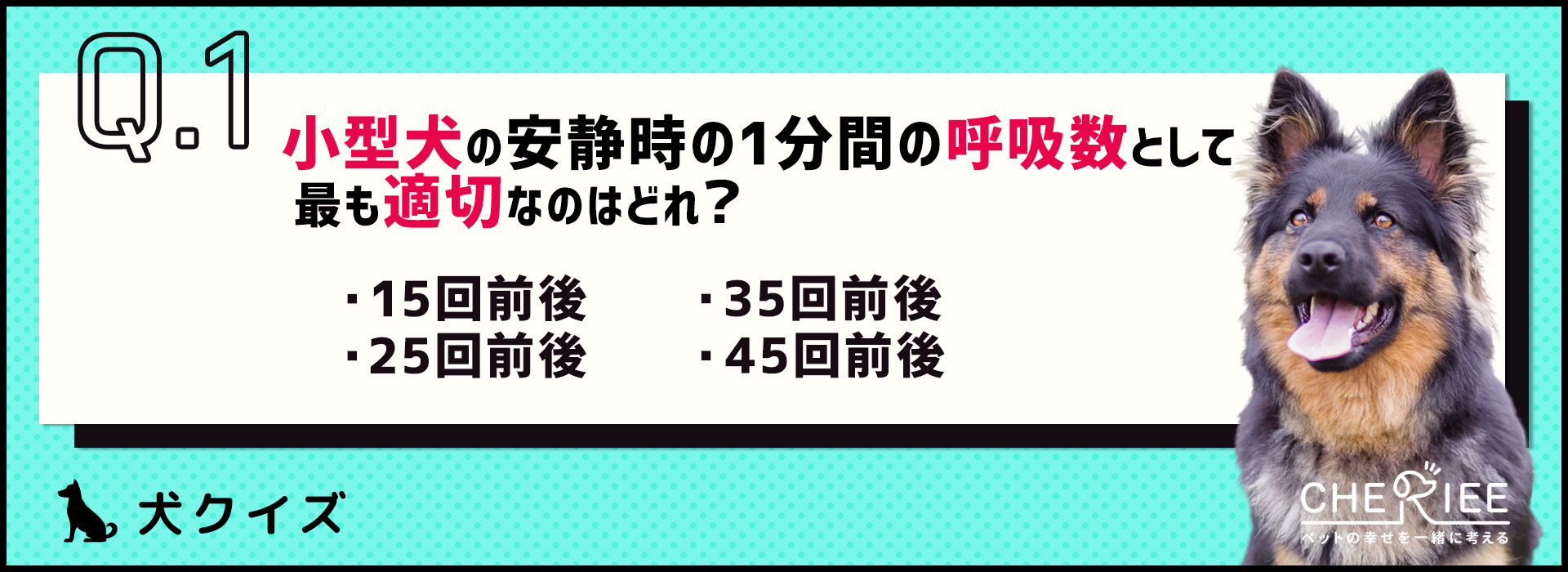 クイズ 愛犬の普段の呼吸数を把握してる 荒い場合は病気の可能性も シェリー ペットの幸せを一緒に考える