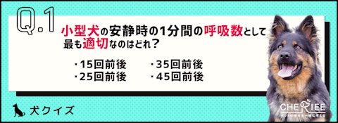 【クイズ】愛犬の普段の呼吸数を把握してる？荒い場合は病気の可能性ものアイキャッチ画像