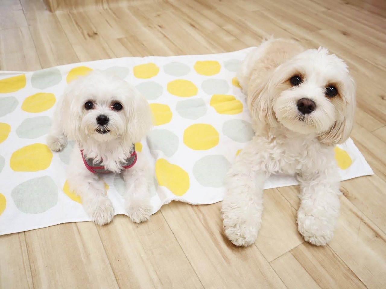 【犬の保育園】子犬のうちに！行かないと起こりうる5つのリスク