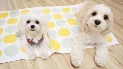 【犬の保育園】子犬のうちに!行かないと起こりうる5つのリスクのアイキャッチ画像