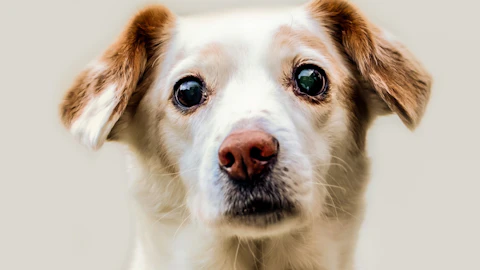 【獣医師監修】愛犬の眼が赤い時に考えられる疾患とは?のアイキャッチ画像