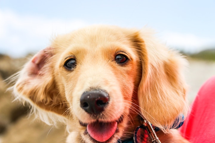 犬,目,眼,赤い,獣医師監修,結膜,角膜,眼疾患