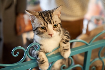 初めての猫!家の準備や用意するグッズ、心構えを解説のアイキャッチ画像