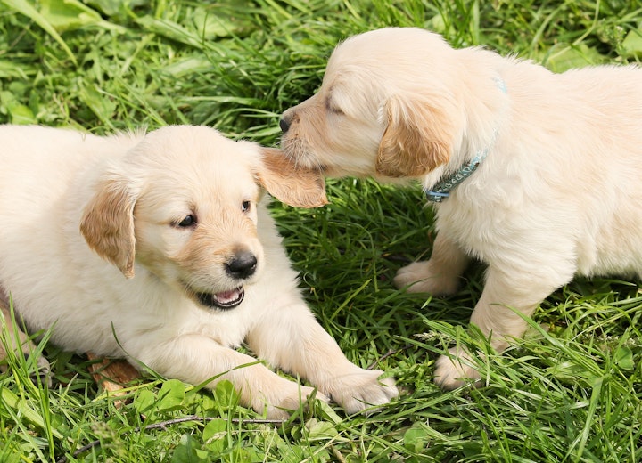 犬の保育園,犬の幼稚園,子犬,パピー,社会化,メリット,リスク,登園