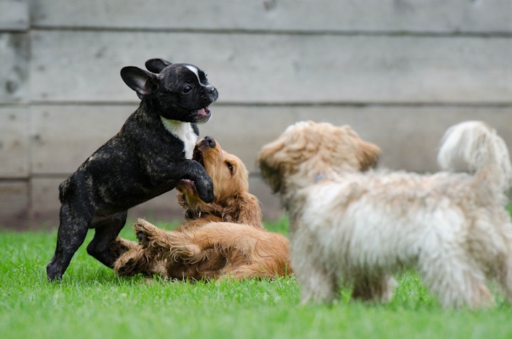 犬の保育園,犬の幼稚園,子犬,パピー,社会化,メリット,リスク,登園