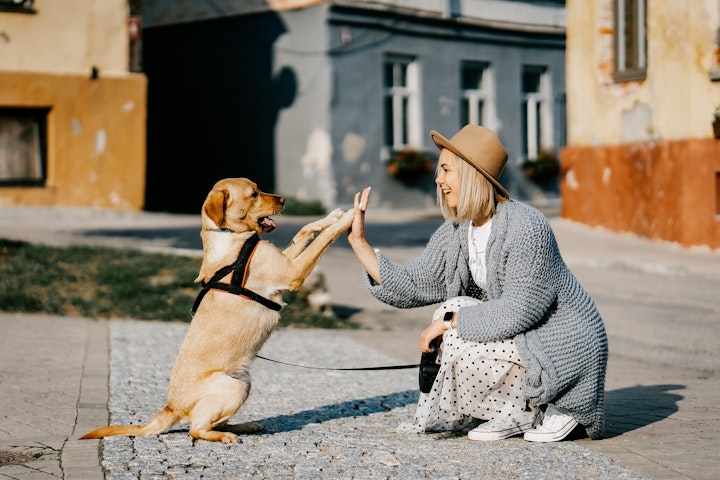 犬の保育園,犬の幼稚園,子犬,パピー,社会化,メリット,リスク,登園