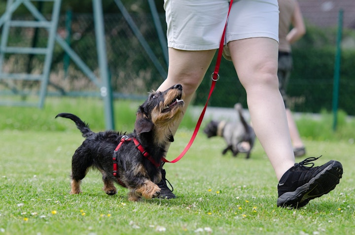 犬の保育園,犬の幼稚園,子犬,パピー,社会化,メリット,リスク,登園