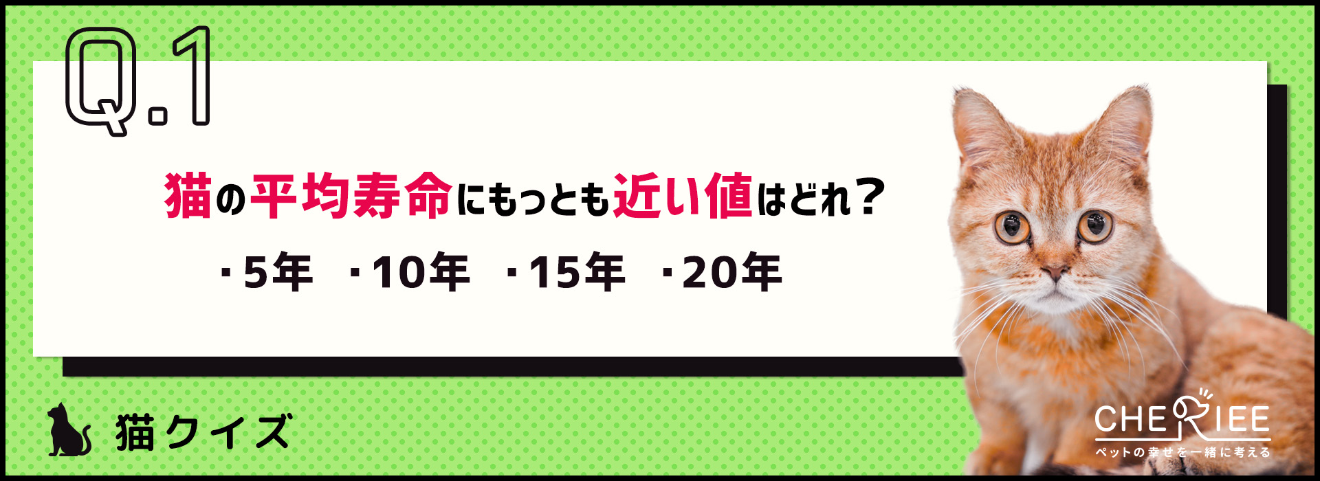 【猫クイズ】数字で見る猫の生態クイズ！きちんと答えられますか？