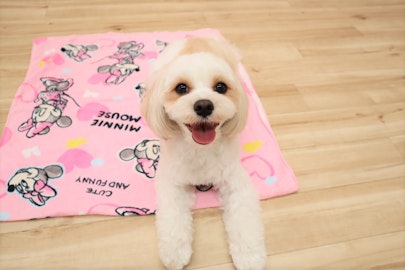 愛犬のエネルギー発散足りてる?手軽にできるおすすめの発散方法4選のアイキャッチ画像