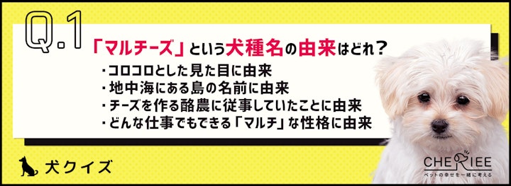 【犬種クイズ】貴族たちのアイドルだった！マルチーズってどんな犬？のアイキャッチ画像