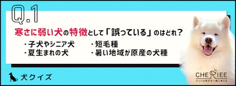 【クイズ】犬は寒さが苦手？知っておきたい寒さ対策！のアイキャッチ画像