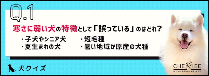 【クイズ】犬は寒さが苦手？知っておきたい寒さ対策！のアイキャッチ画像