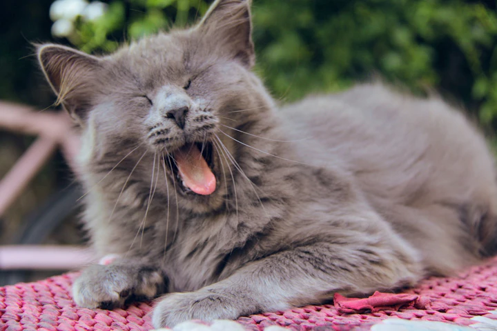 知ってた？猫の舌がザラザラしている3つの理由 - CHERIEE あにまるマガジン