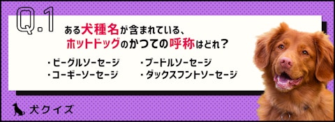 【クイズ】犬は関係ある？「○○ドッグ」が含まれる言葉の雑学のアイキャッチ画像