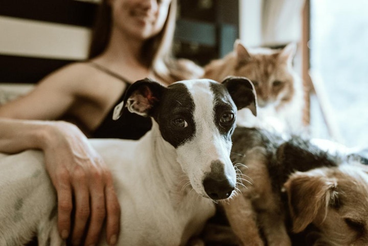 どうぶつ弁護団,ペット,動物,動物保護,動物愛護,動物愛護管理法,動物虐待,弁護士,法律,刑事告発