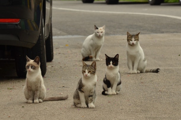 傷つく動物をなくしたい！虐待事件の現状と「どうぶつ弁護団」の活動のアイキャッチ画像