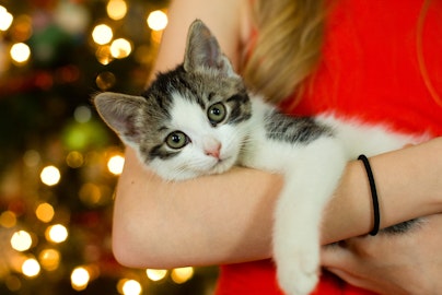 猫と暮らすと癒されて健康になる？！飼い主さんのメリットを紹介のアイキャッチ画像