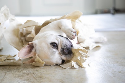 家の中はキケンがいっぱい？！本当にあった犬の事故事例と対策のアイキャッチ画像