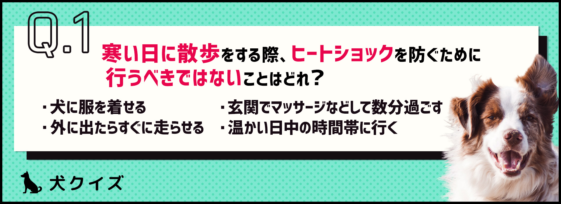 【クイズ】犬もヒートショックは起こる！冬の散歩はひと工夫しよう。