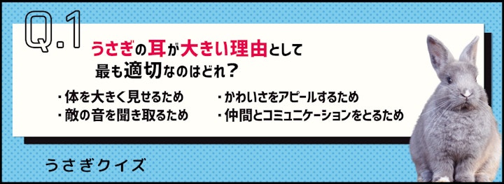 【クイズ】一年使える！来年の干支であるうさぎの雑学のアイキャッチ画像