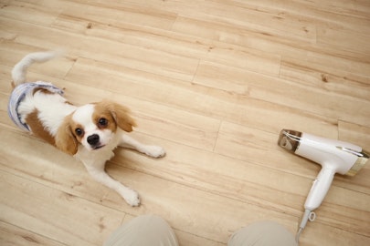 愛犬をお迎えしたら早めに慣れておきたいこと5選のアイキャッチ画像