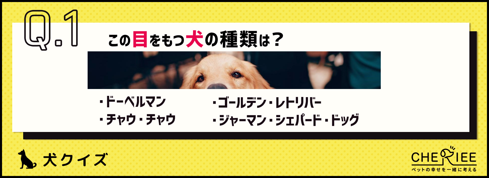 【画像クイズ】目だけでわかりますか？犬種当てクイズ